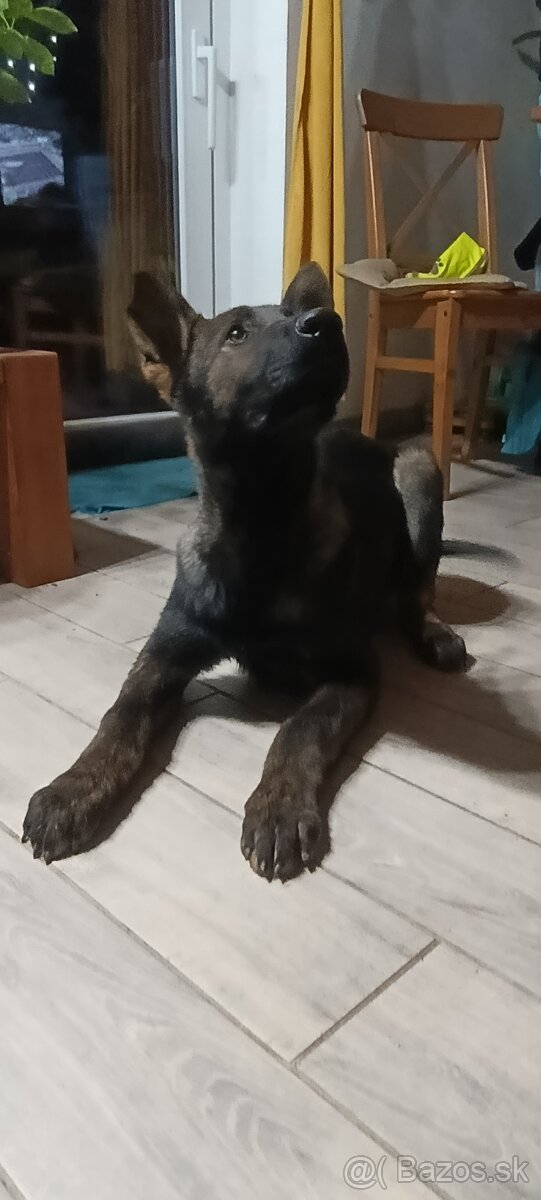 Nemecký ovčiak s PP - 3