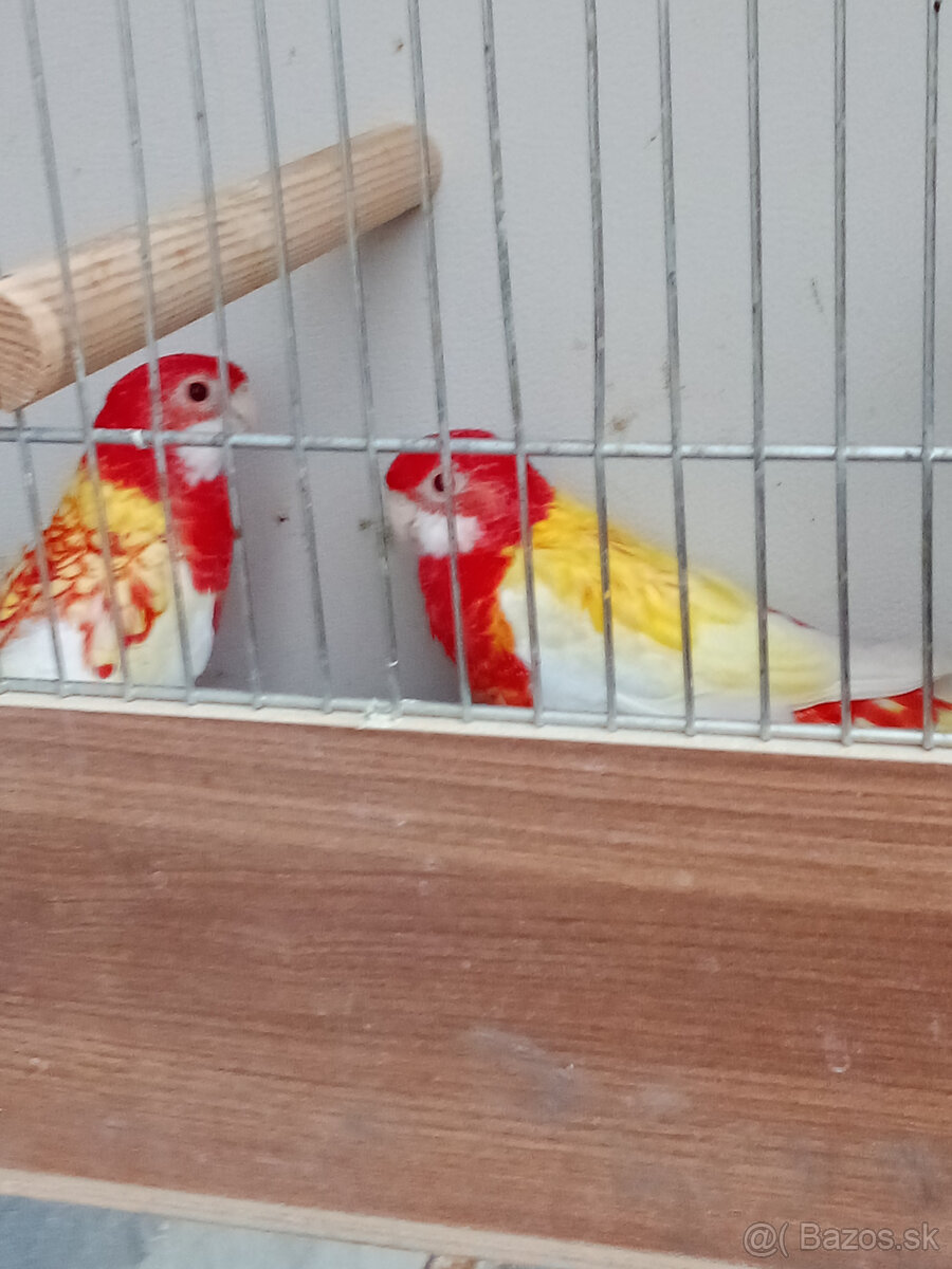 Rozela pestrá rubino - 3