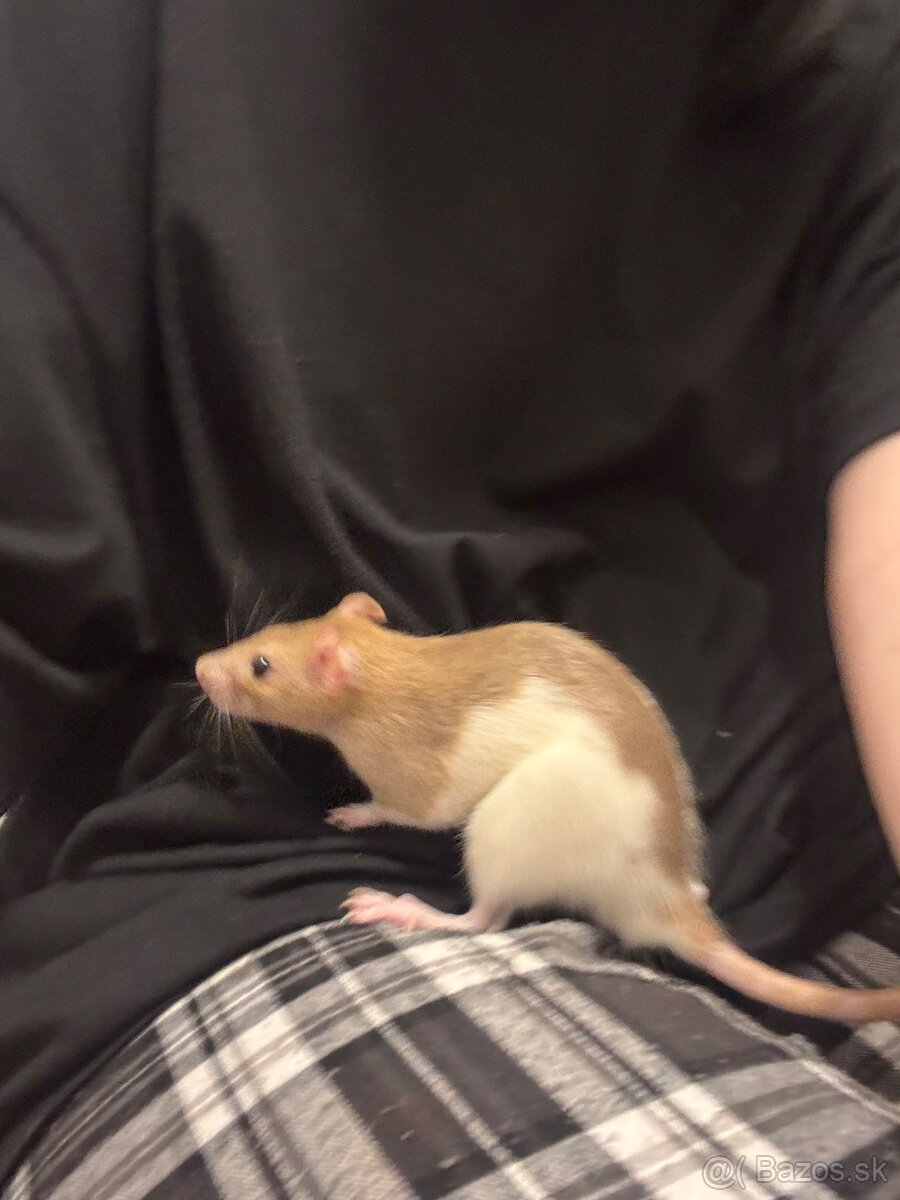 Darujem samičku potkana - 3