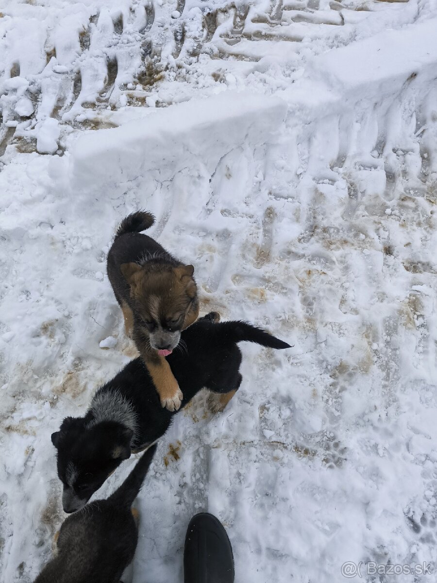 Darujem šteniatka - 3