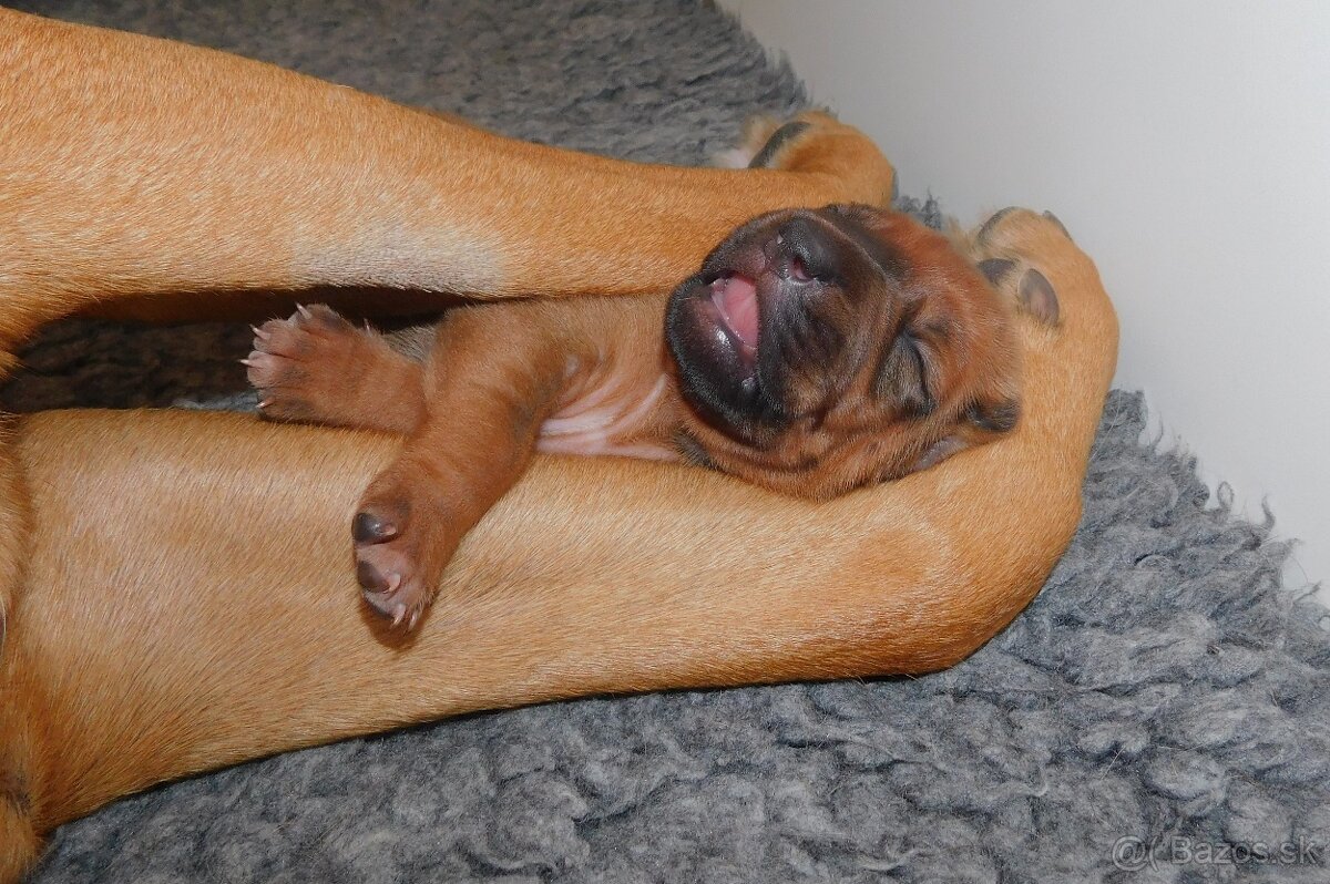 Rhodesian ridgeback- fenka s PP - 3