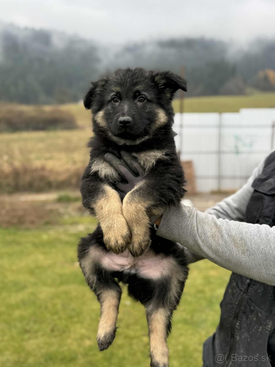 Šteniatko nemeckého ovčiaka - 3