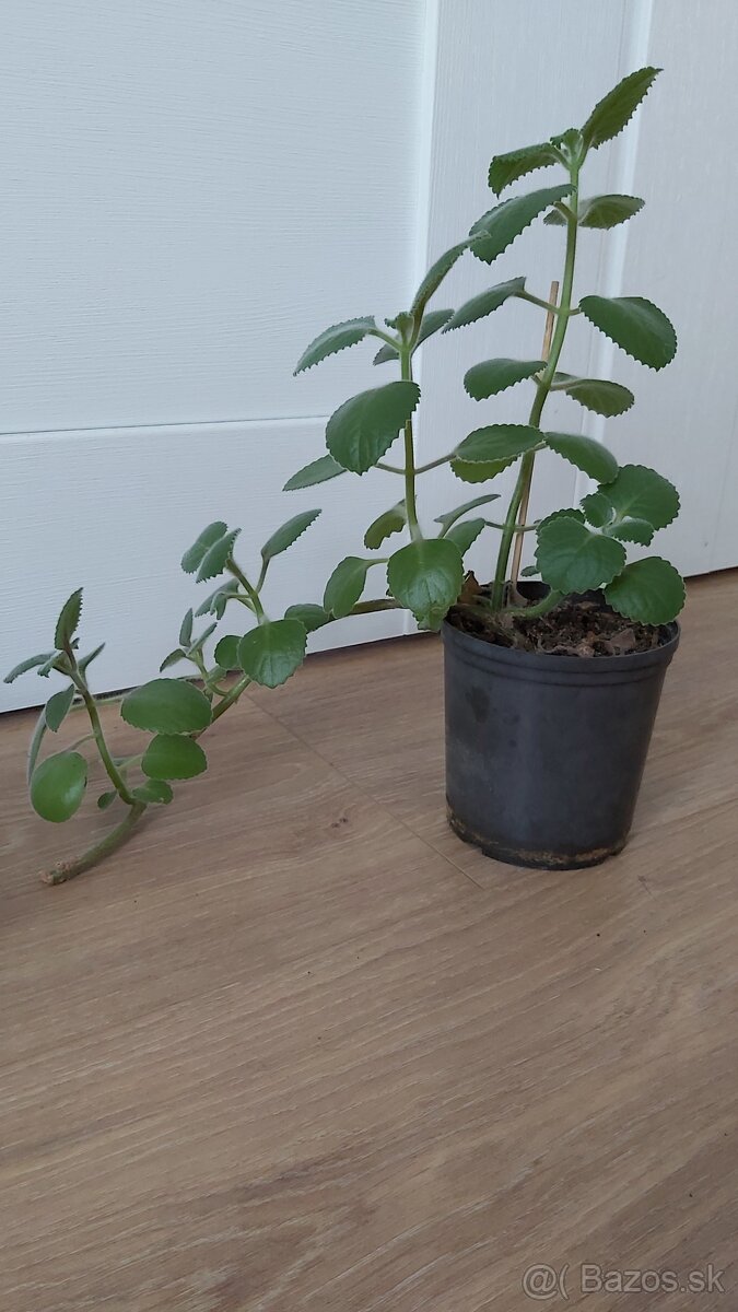 nádchovník , rýmovník - 3