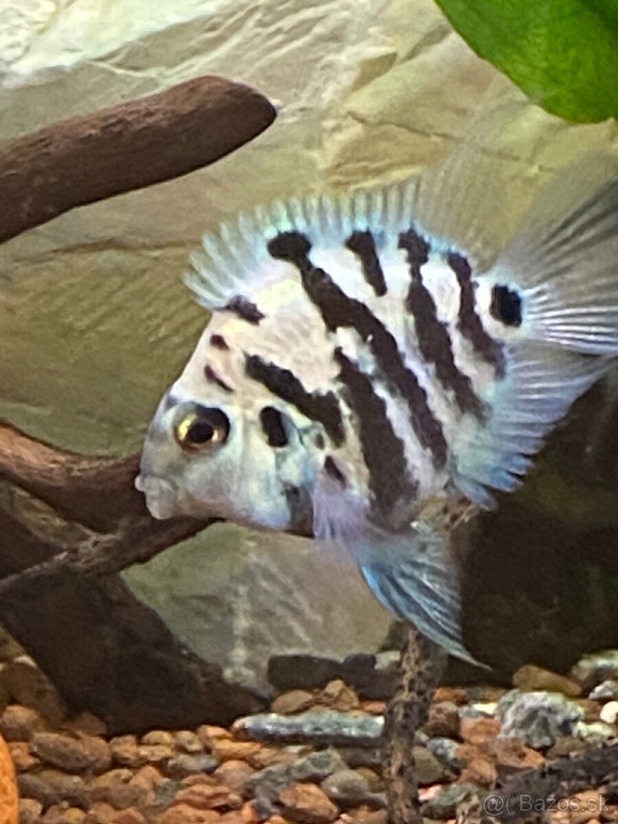Blue parrot cichlidka - 3