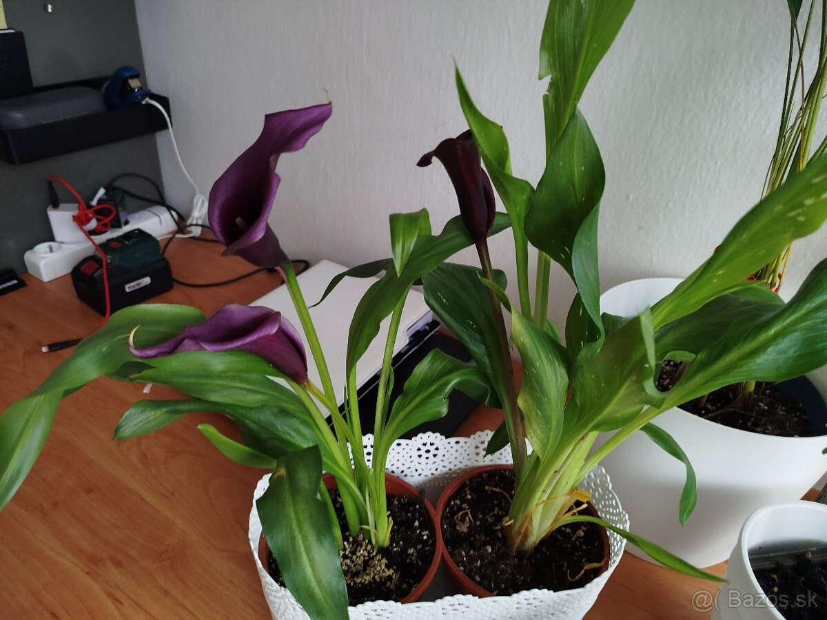 Izbové rastliny kvety mix - 3