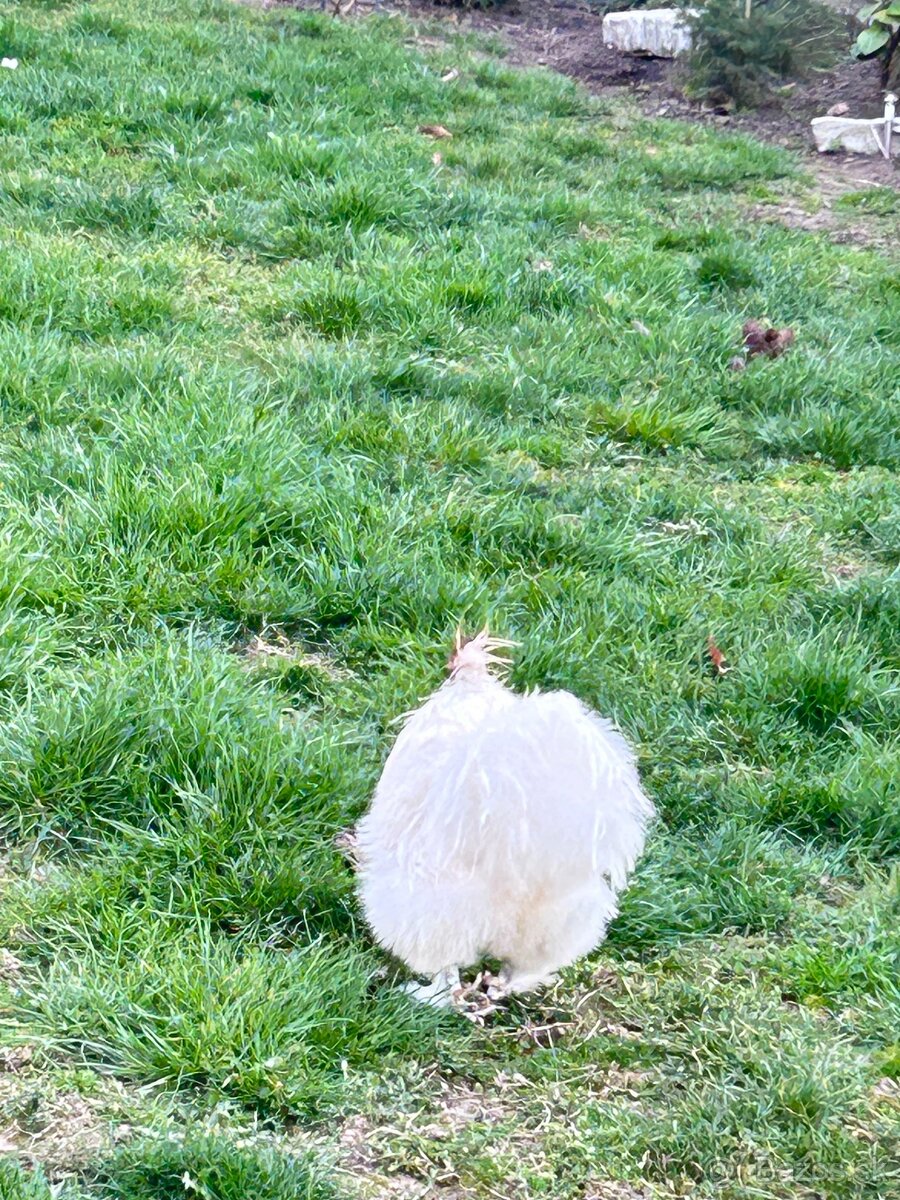 Kohút hodvábničky - 3