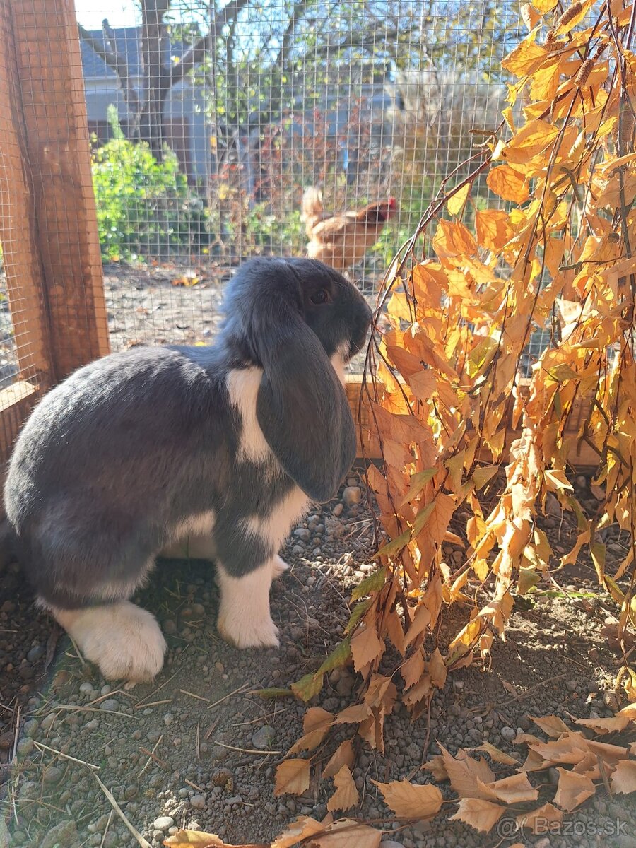 Francúzsky baran - 3