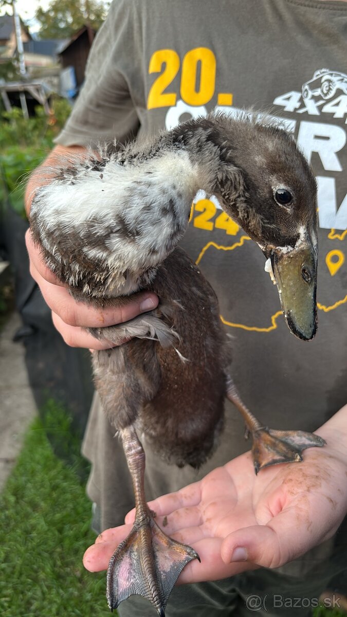 Indické bežce - káčery - 3