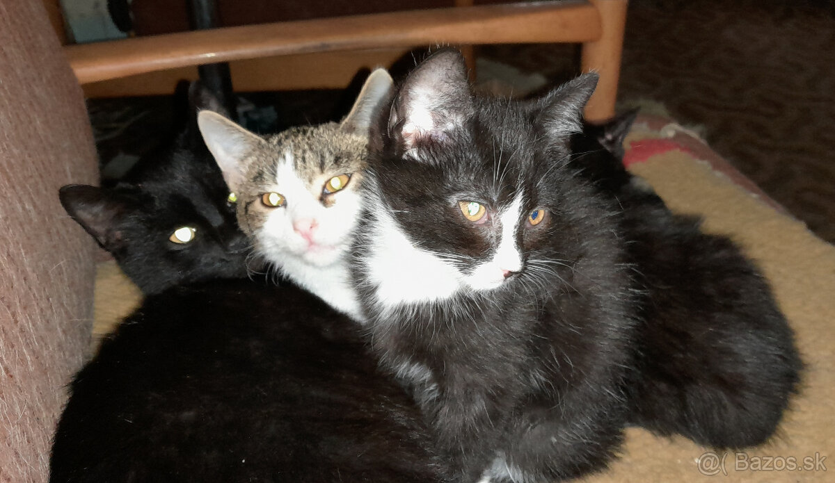 Mačiatka - 3