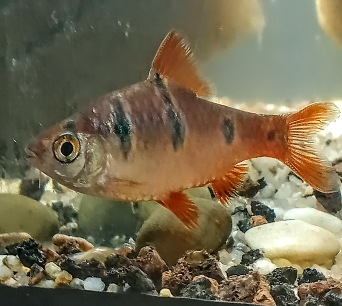 Predám Gupky, Pár bojovnice, - 3