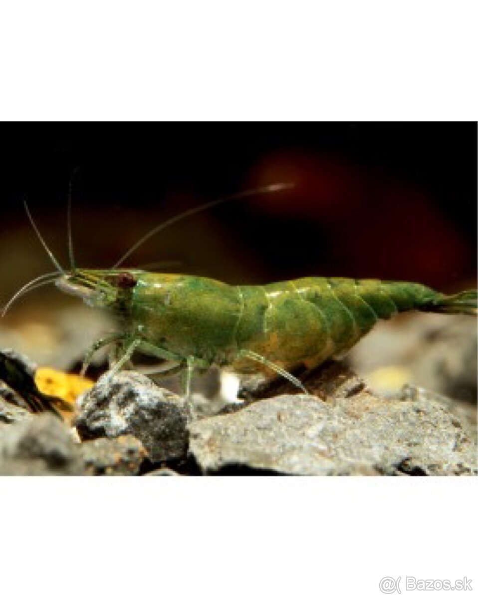 Neocaridina davidi- Green jade 🍀💚 - 3