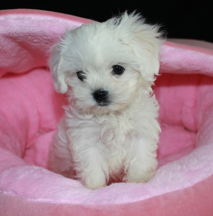 Kupim šteniatko - 3