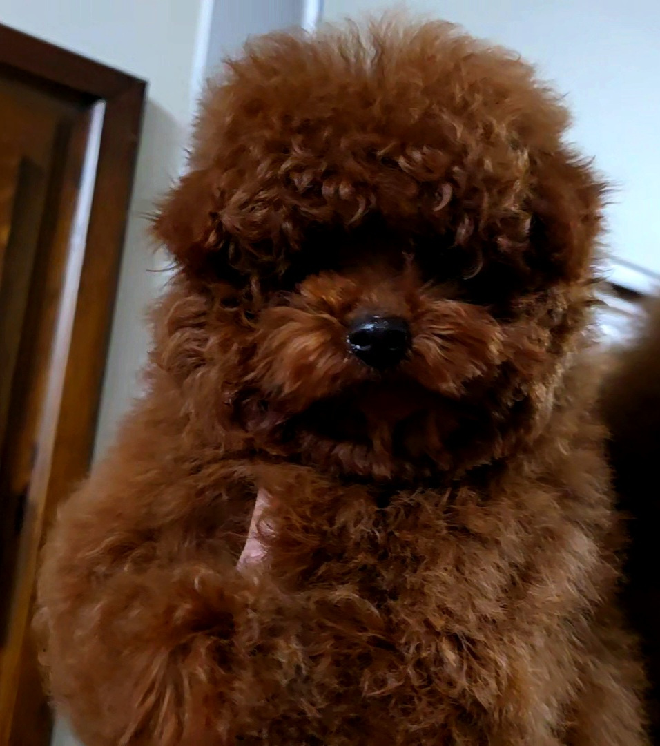 pudel 100% toy Red Braun - 3