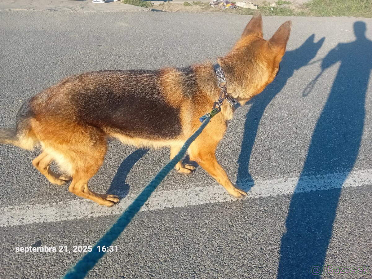 Predam nemeckeho ovciaka - 3