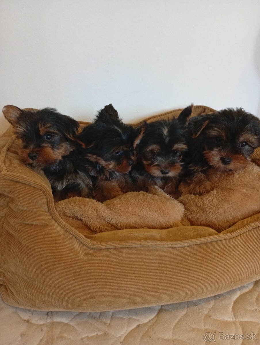 Yorkshire teriér Yorkshir - 3