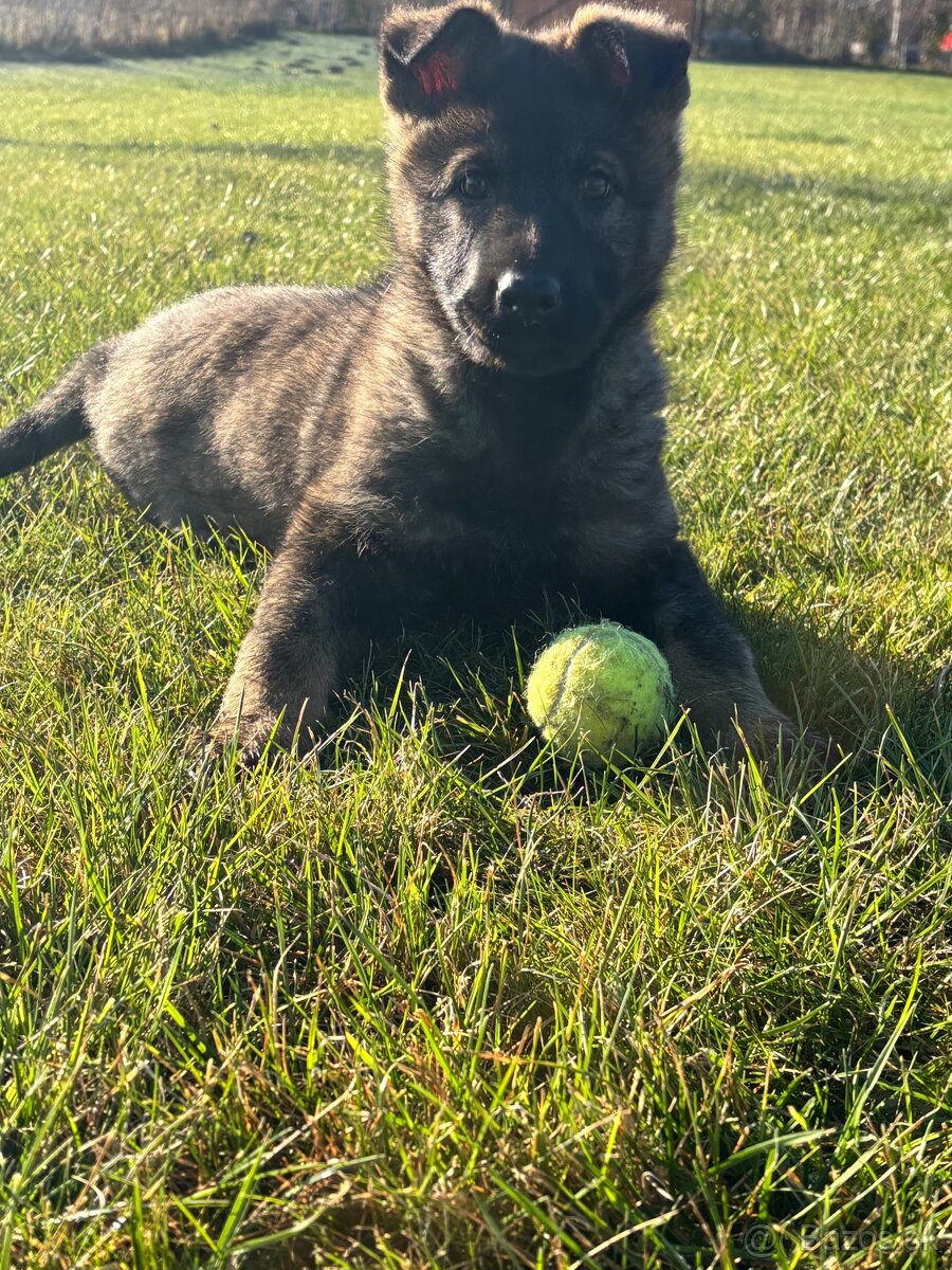 Nemecký ovčiak - 3