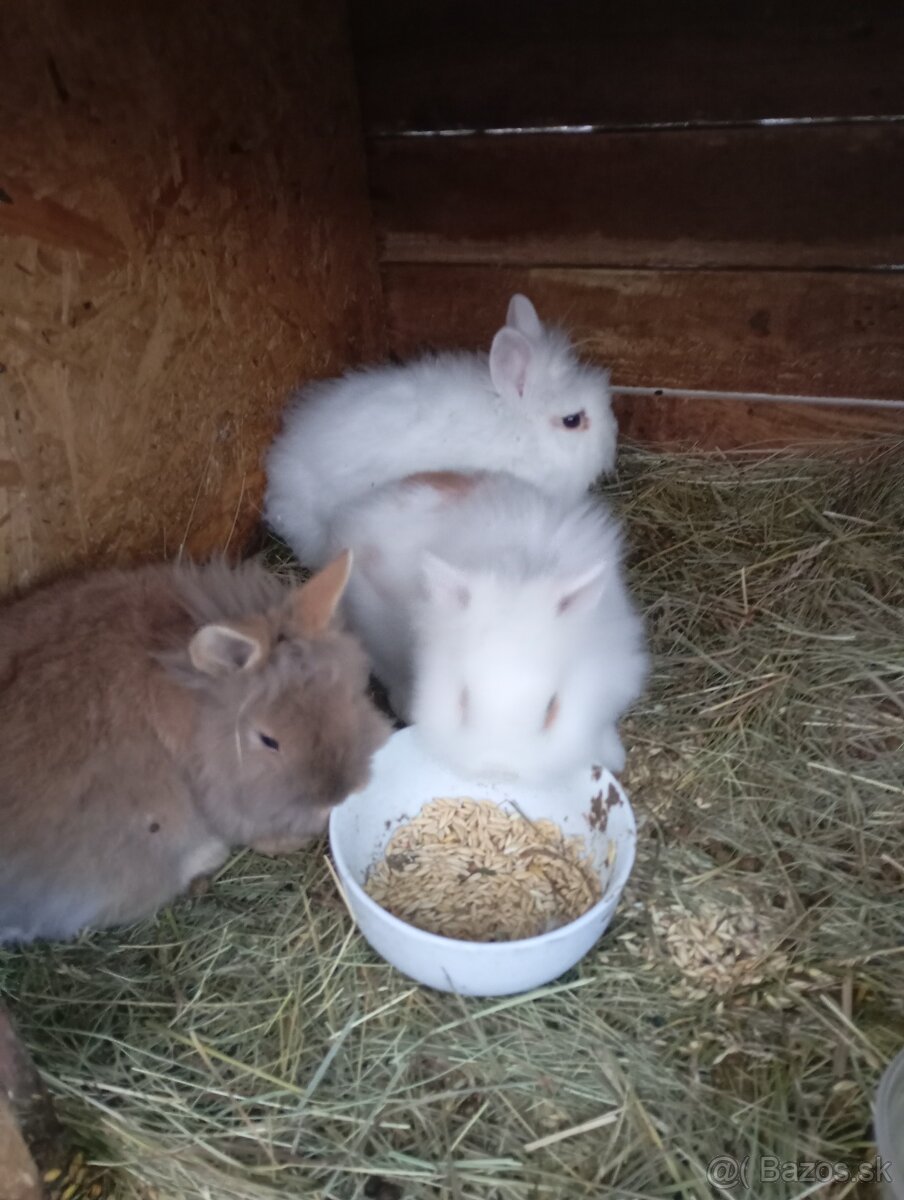 Zakrsle zajaciky - 3