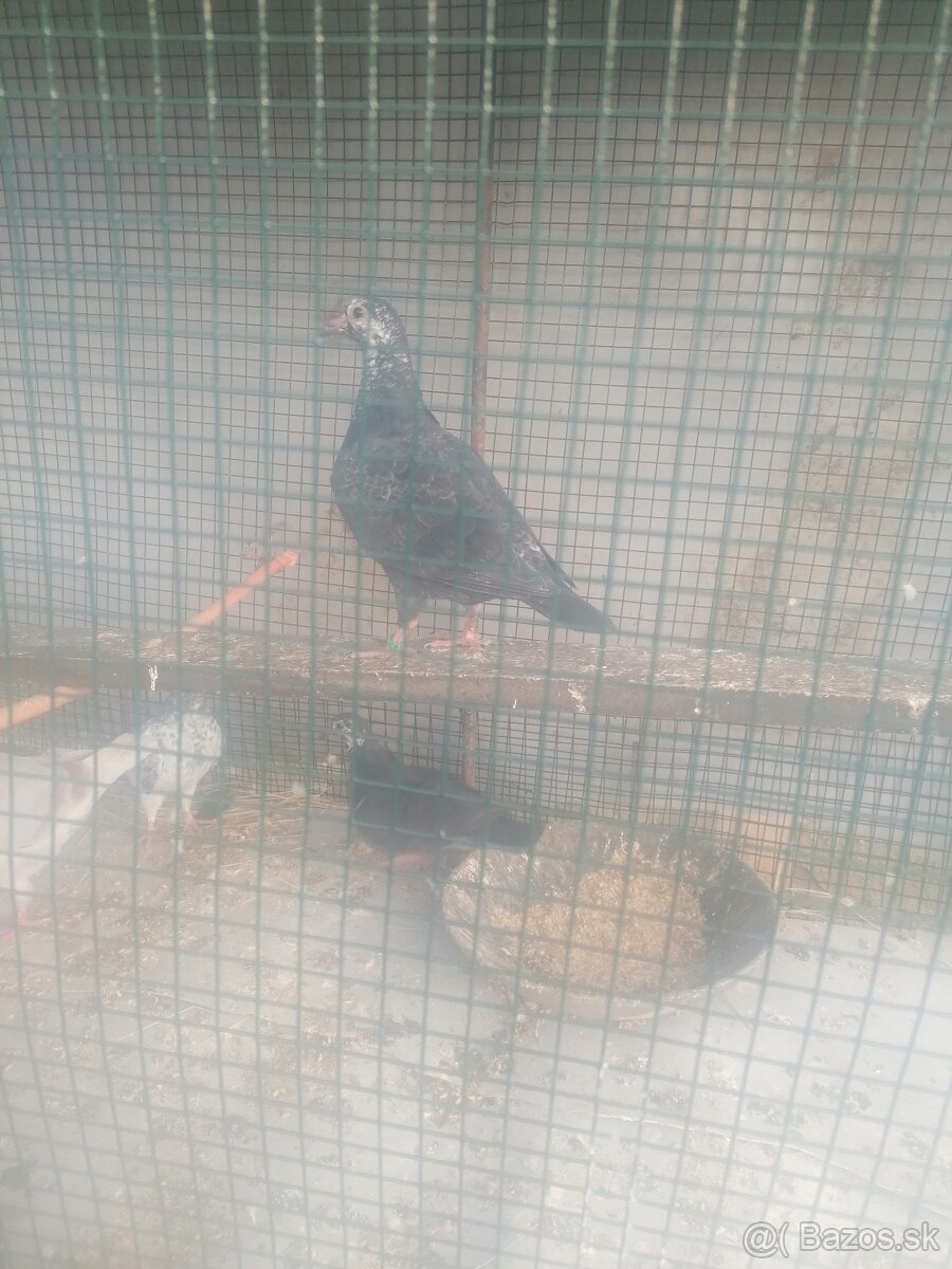 Poštové holuby - 3