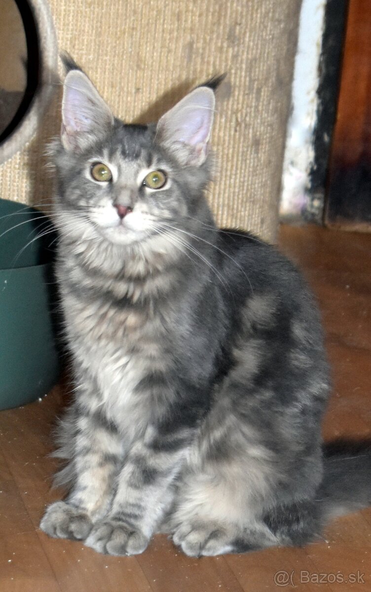 Mainská mývalia mačka - mačiatka Maine coon s PP - Goldie - 3