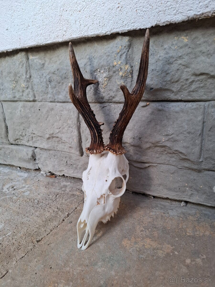 Úprava trofejí - 3