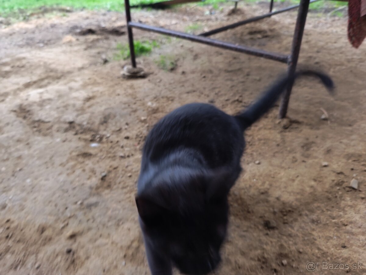 Darujem 2 mačatá - 3