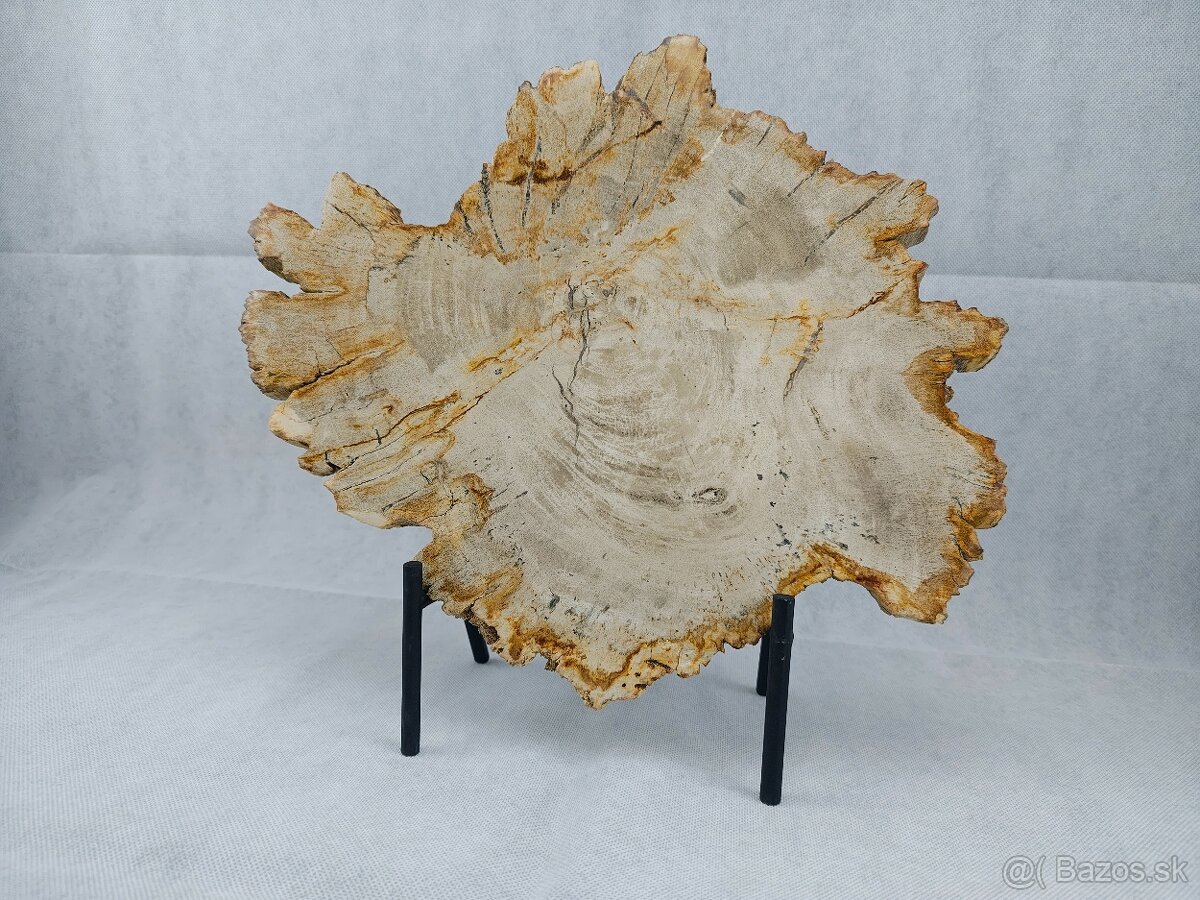 Výnimočný kus zkamenelého dreva – 23 mil rokov stará - 3