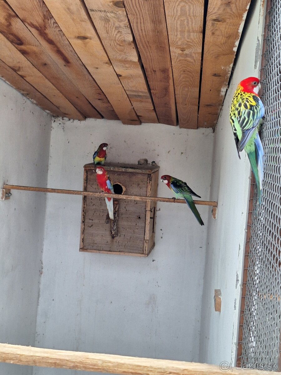 Rozela pestrá ,andulky - 3