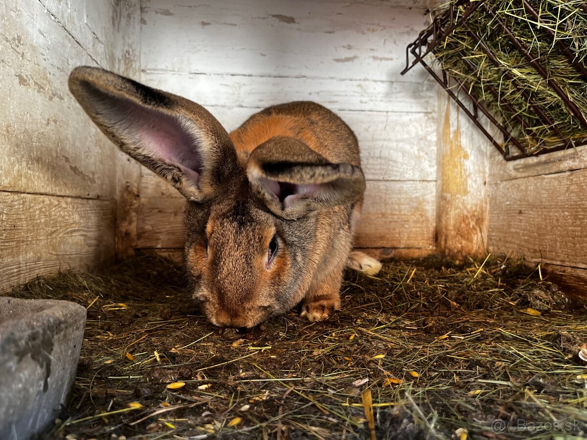 Belgický obor-4.Samička - 3