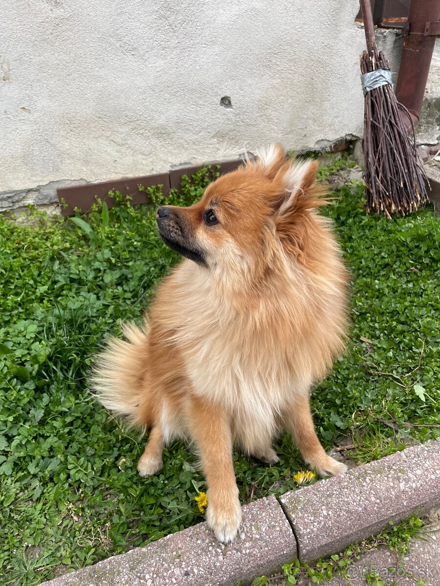 Pomeranian - 3