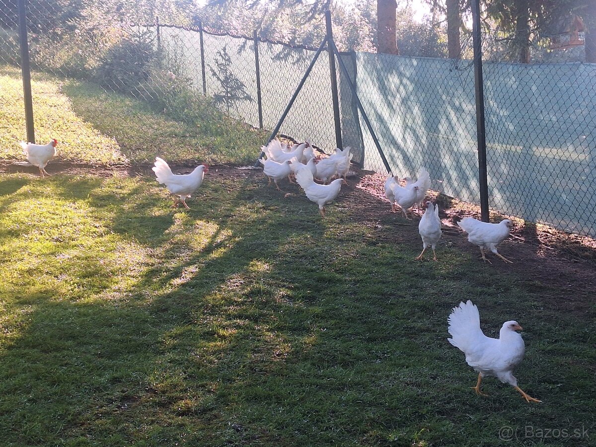 Leghorn - 3
