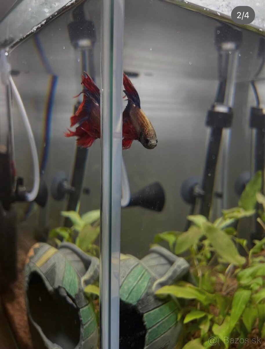 aquarium 19 litrov - 3