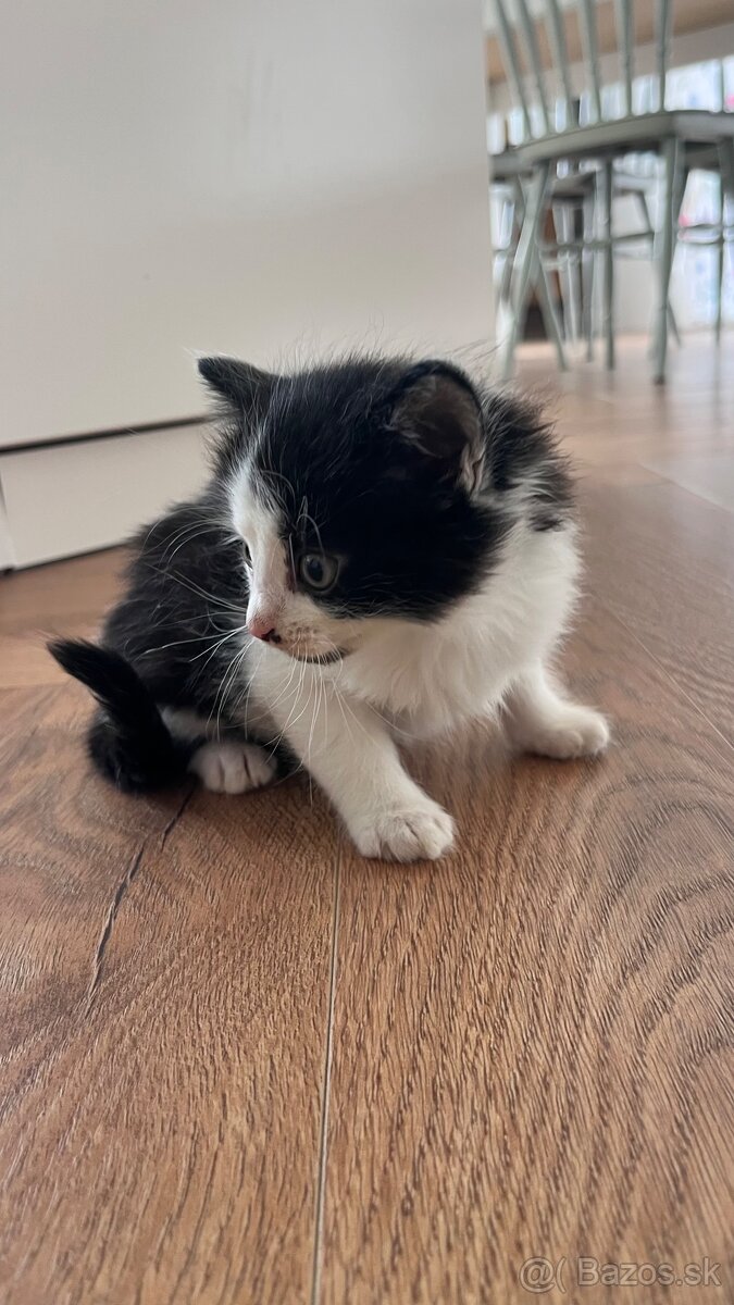 Krásne mačiatko - 3