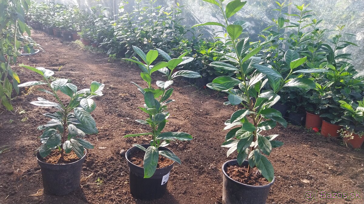 Vavrinovec lekarsky - 3