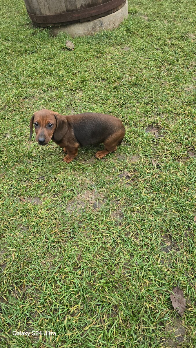 Jazvecik kratkosrsti. - 3