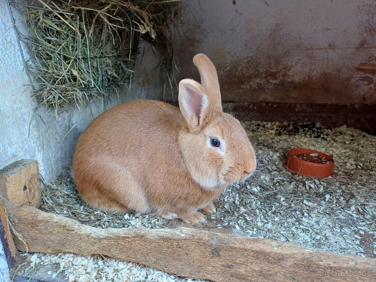 Burgundsky samec - 3