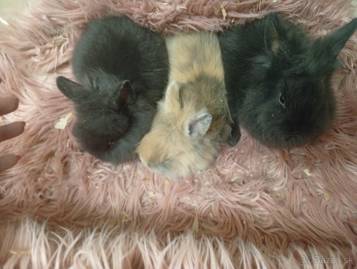 Zakrslé zajačiky - 3