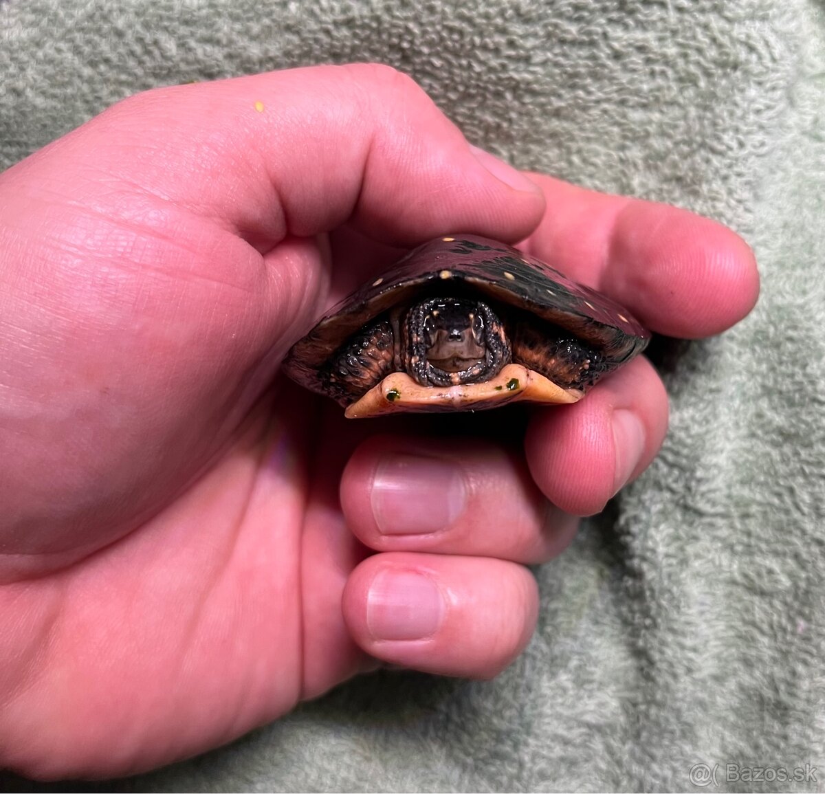 Clemmys Guttata - 3