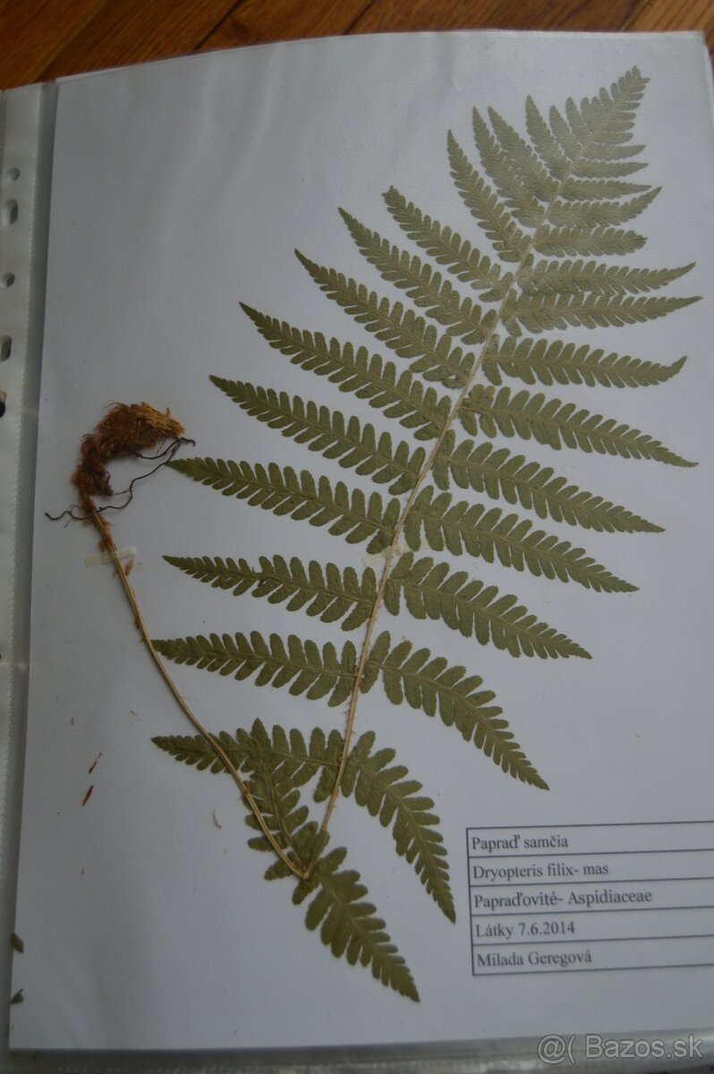 Herbár rastlín - 3