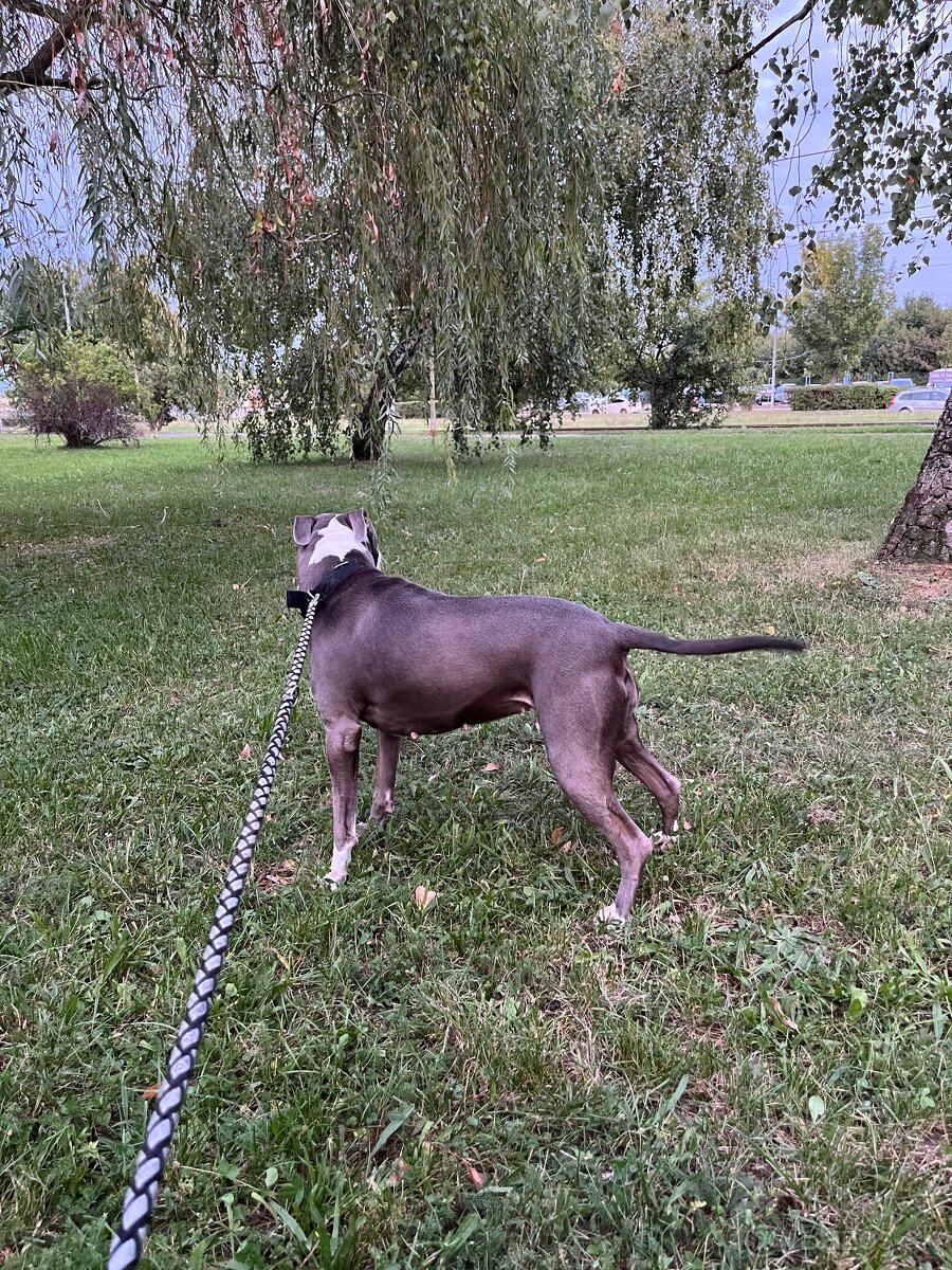 Darujem Staforda - 3