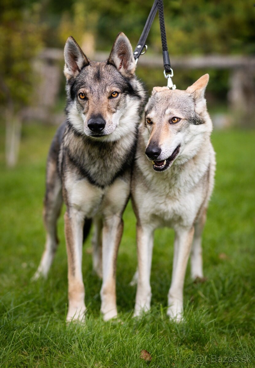 Československý vlčiak šteniatka s PP - 3