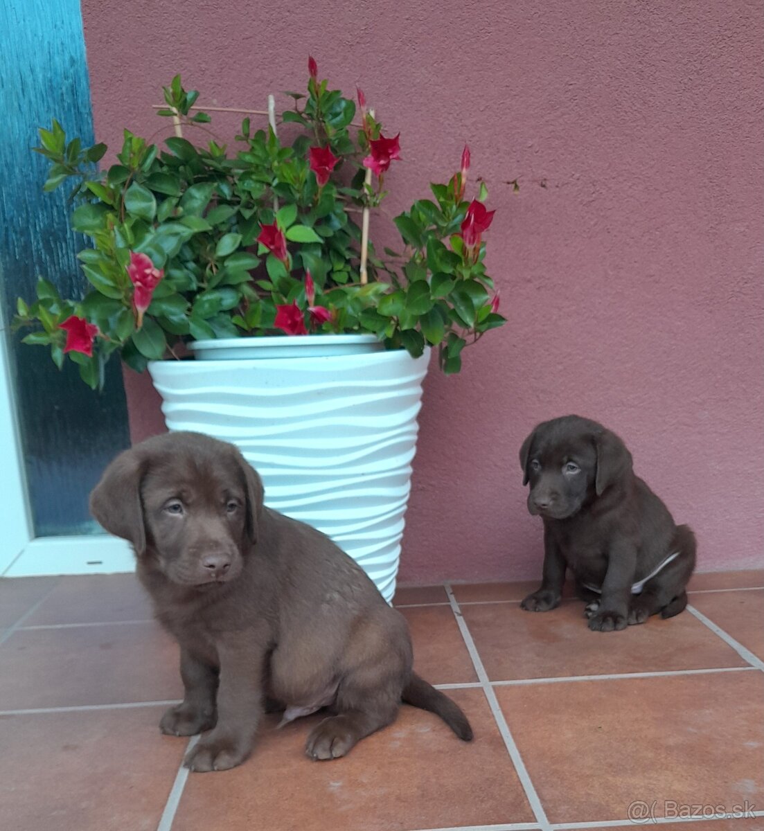 Čokoládový labrador - 3