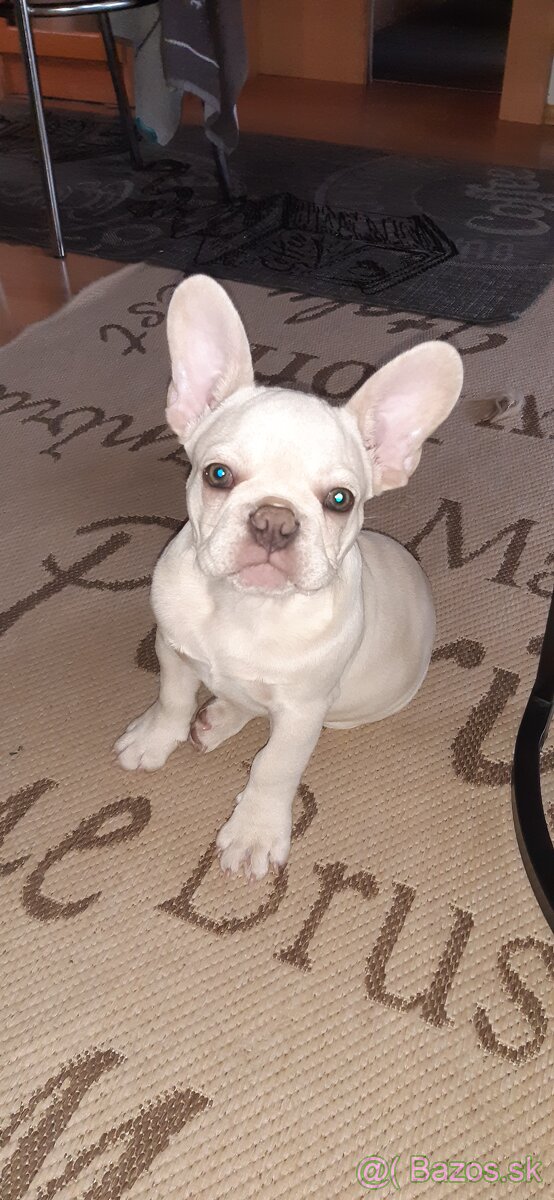 Francúzsky buldoček lilac platinum - 3