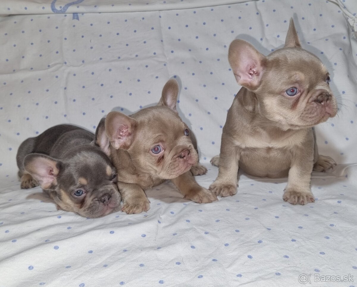 Francúzsky Buldoček - 3