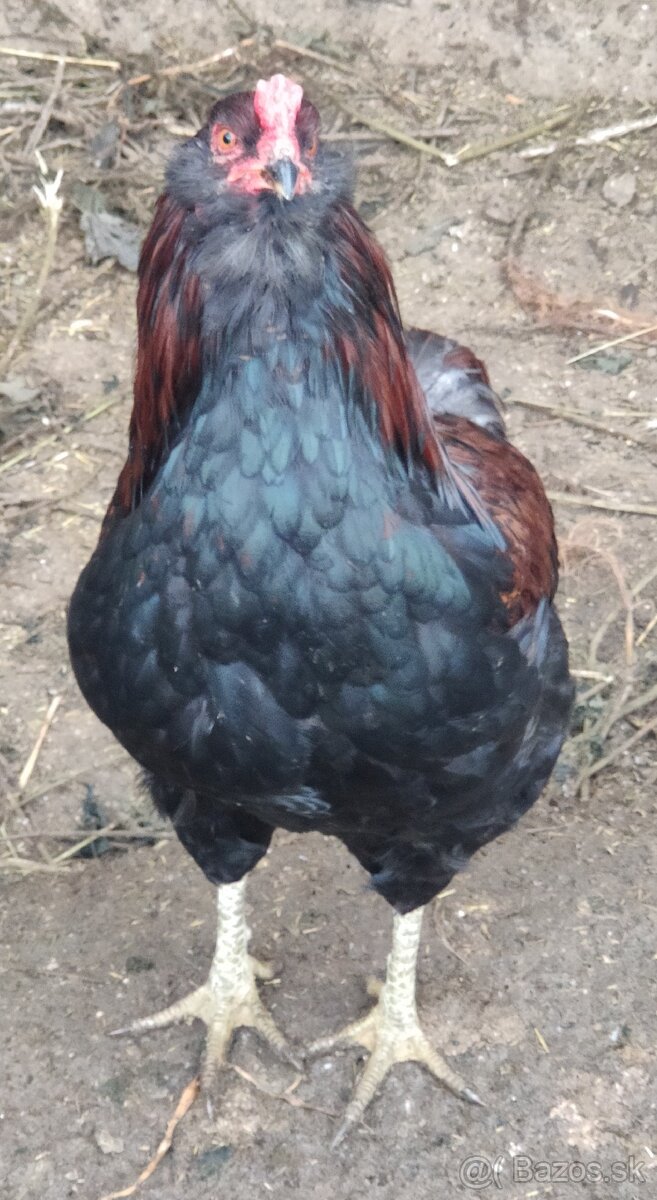 Kohút - araucan divokosfarbený - 3