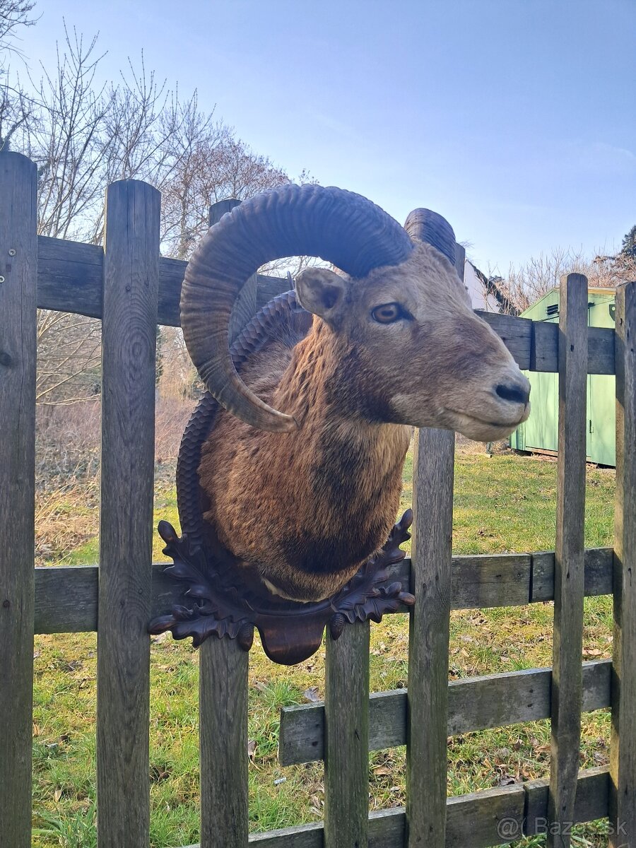 Muflon, preparát, trofej, trofeje, parozie - 3