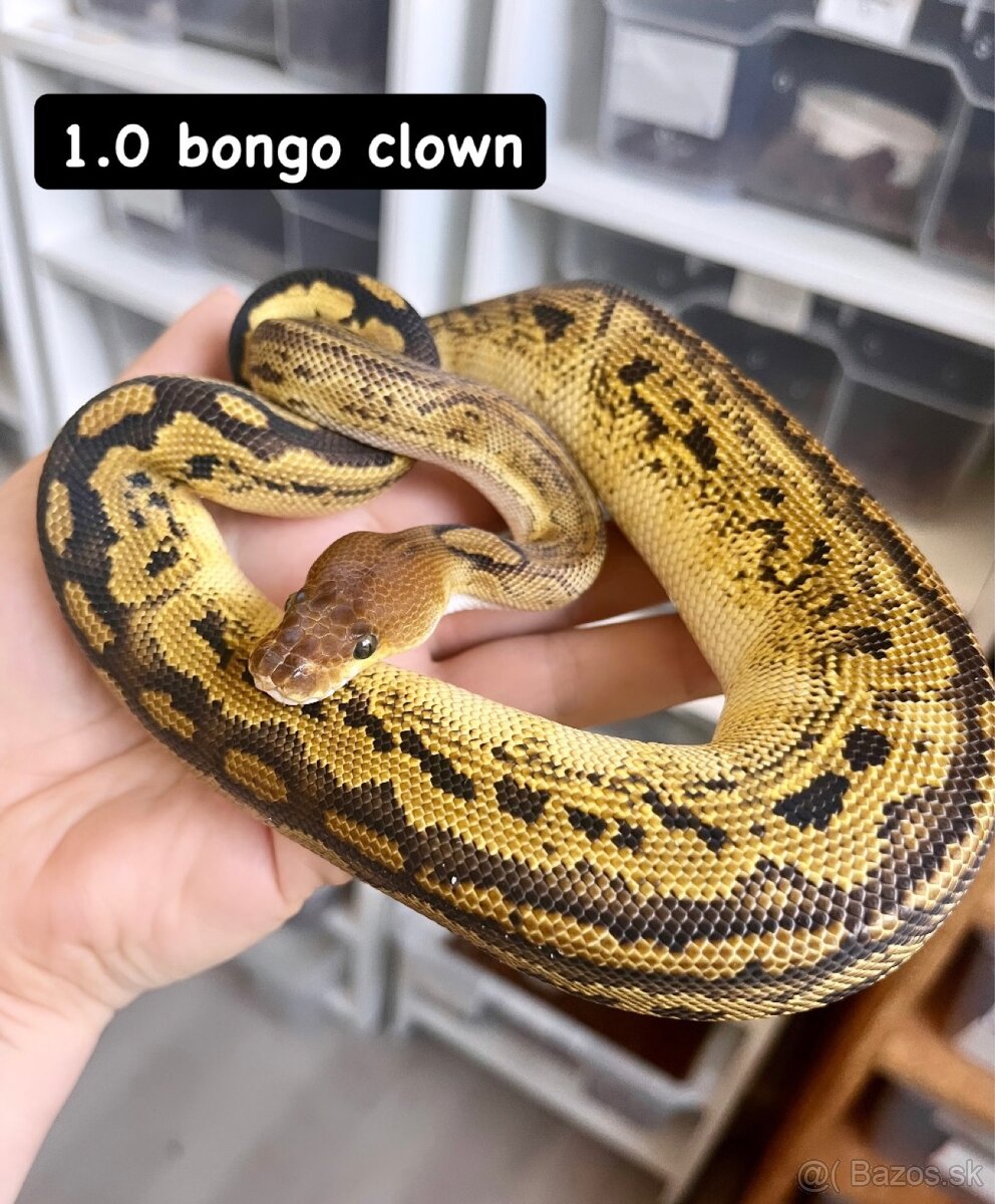 Python regius - 3