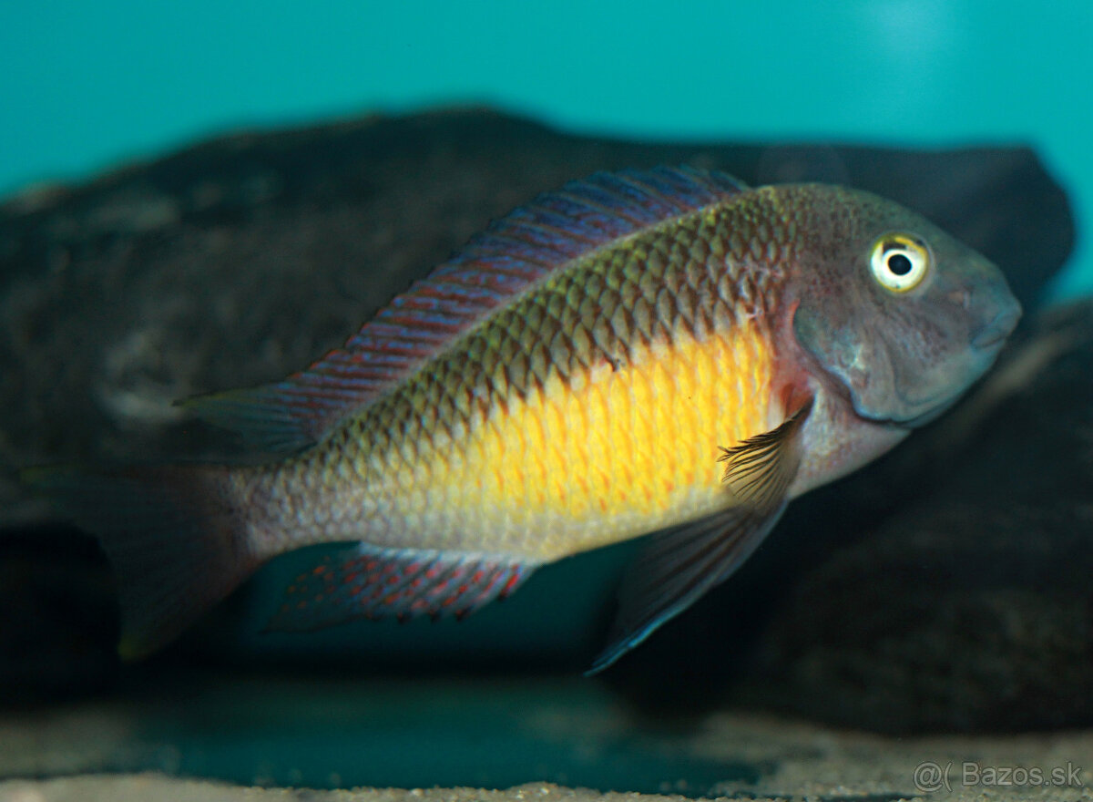 Tropheus red raimbow kapere - 3