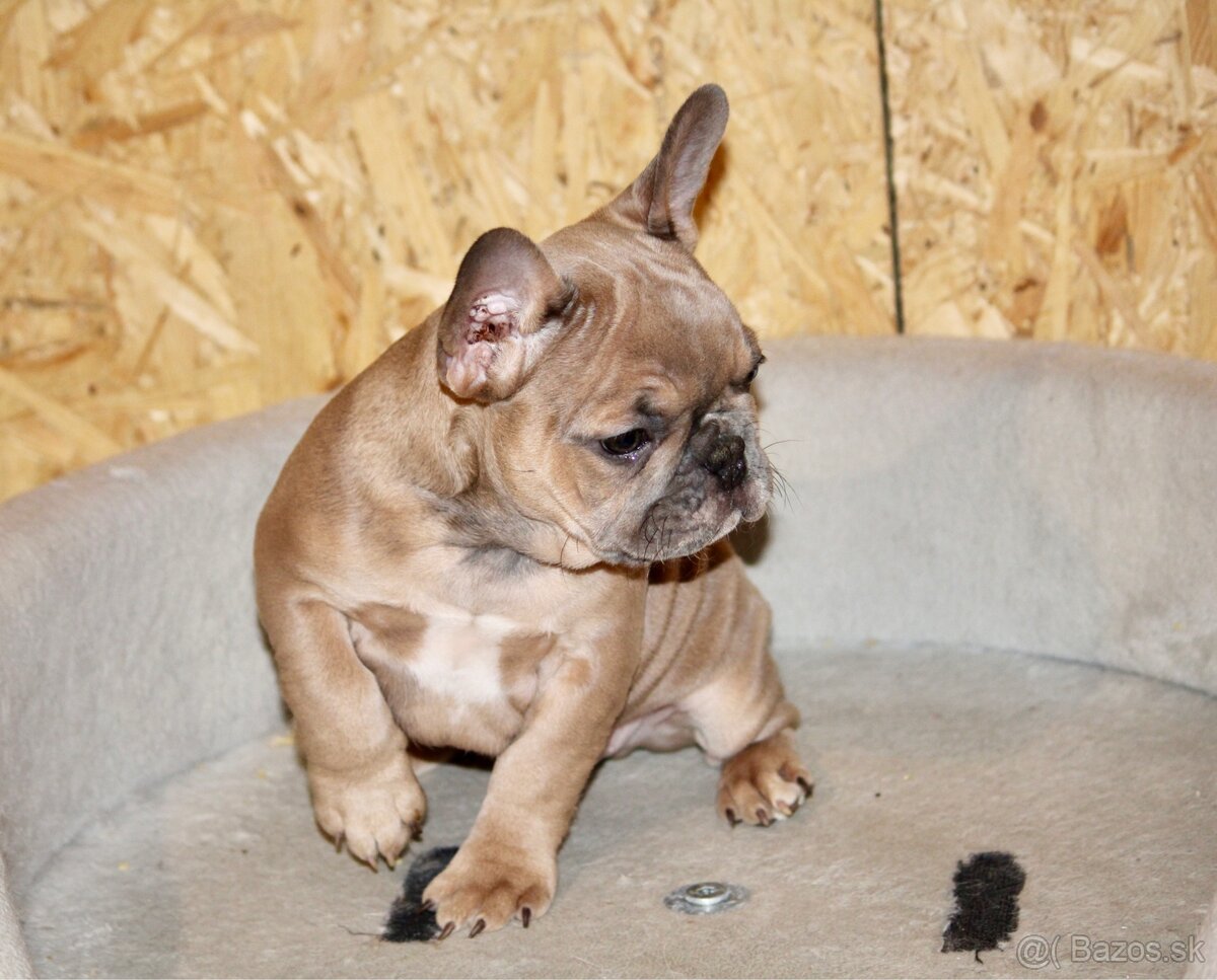 Francúzsky buldoček s PP - 3