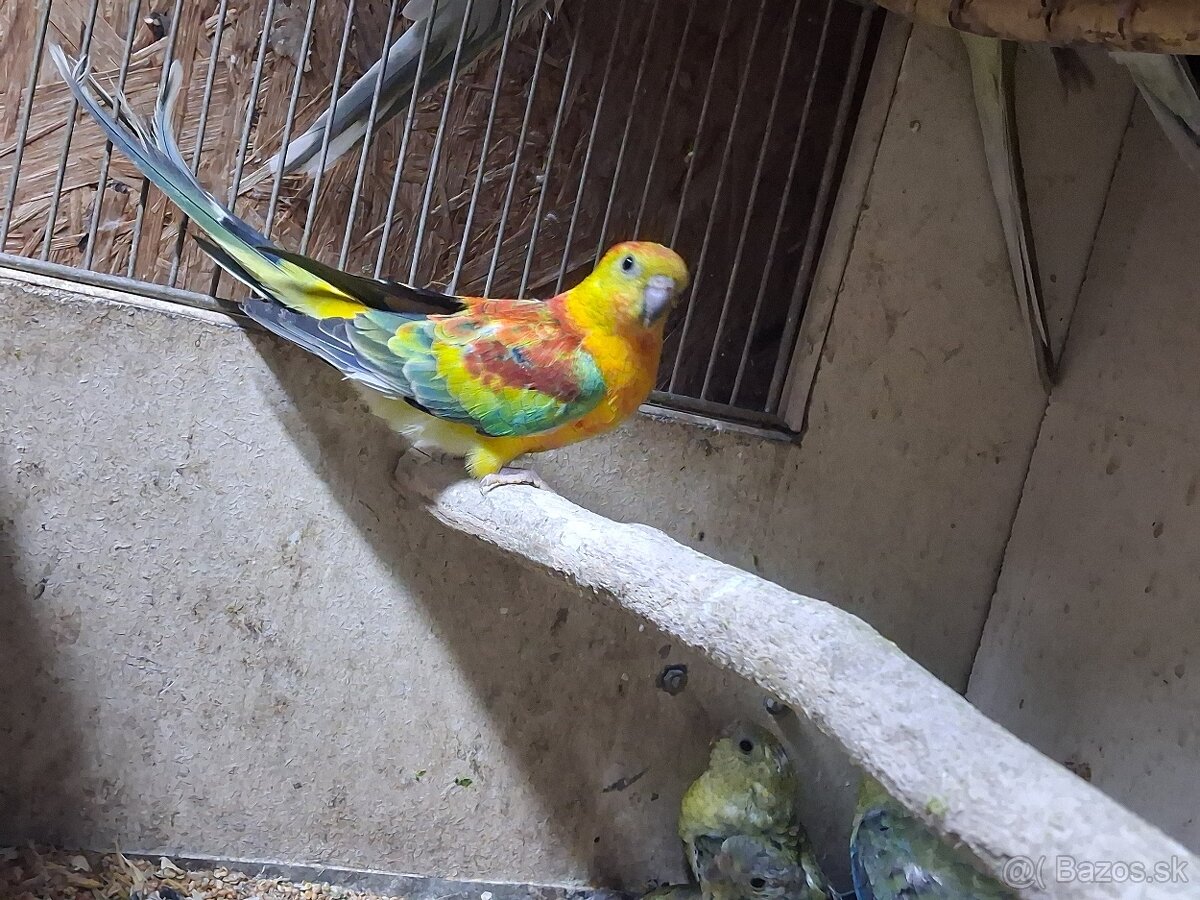 Papagaje spevave - 3