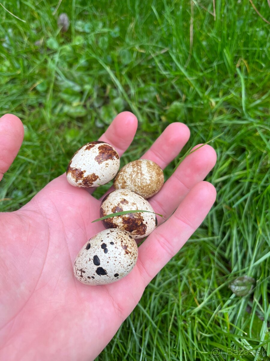 Prepeličie vajíčka - 3